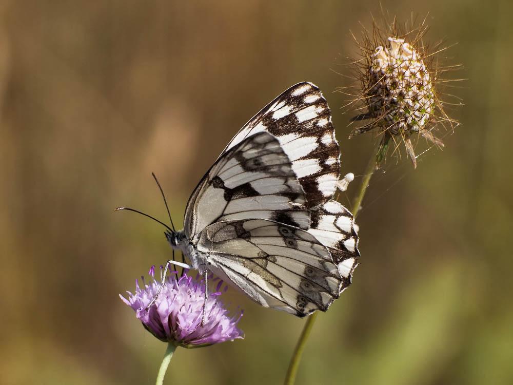 Echiquier ibérique (L'), Échiquier d'Ibérie (L') Melanargia lachesis (Hübner, 1790)