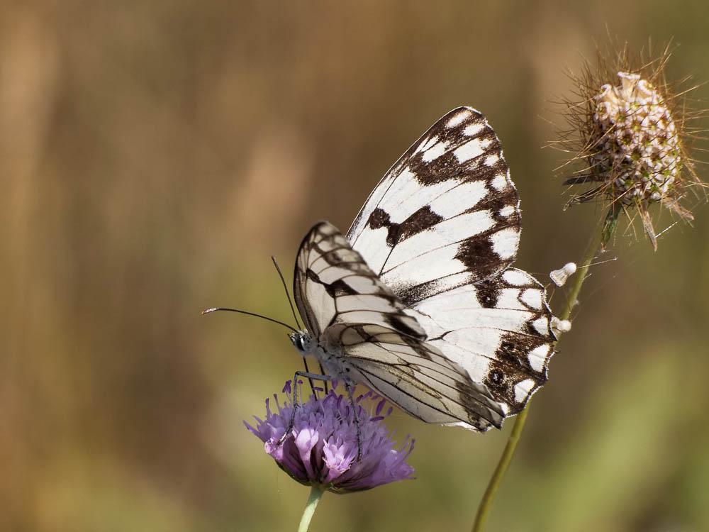 Echiquier ibérique (L'), Échiquier d'Ibérie (L') Melanargia lachesis (Hübner, 1790)
