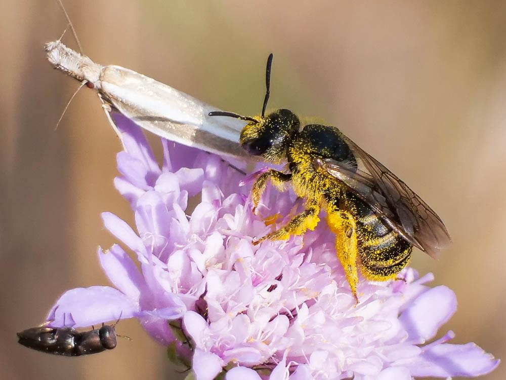 Pleurota aristella (Linnaeus, 1767)