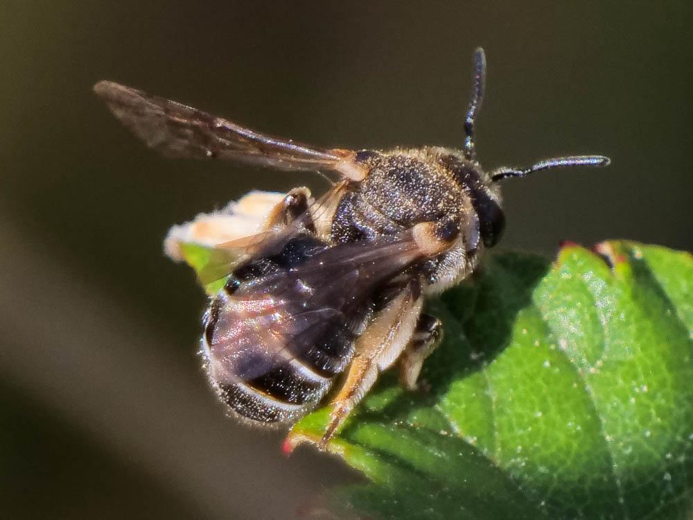  Nomiapis diversipes (Latreille, 1806)