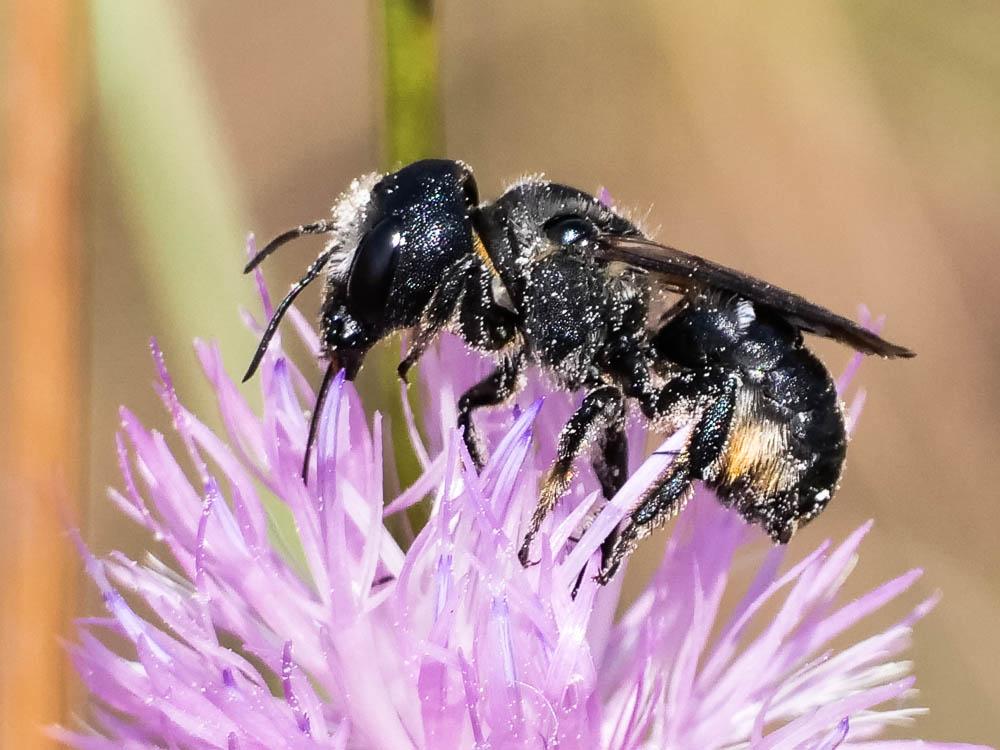  Osmia dimidiata Morawitz, 1870