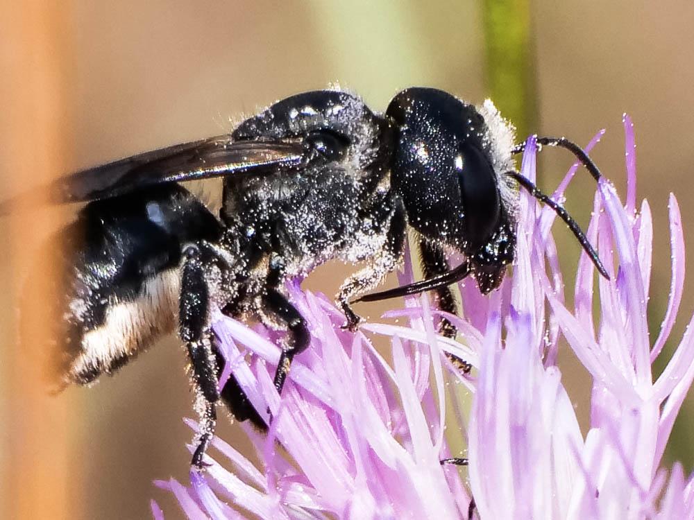 Osmia dimidiata Morawitz, 1870