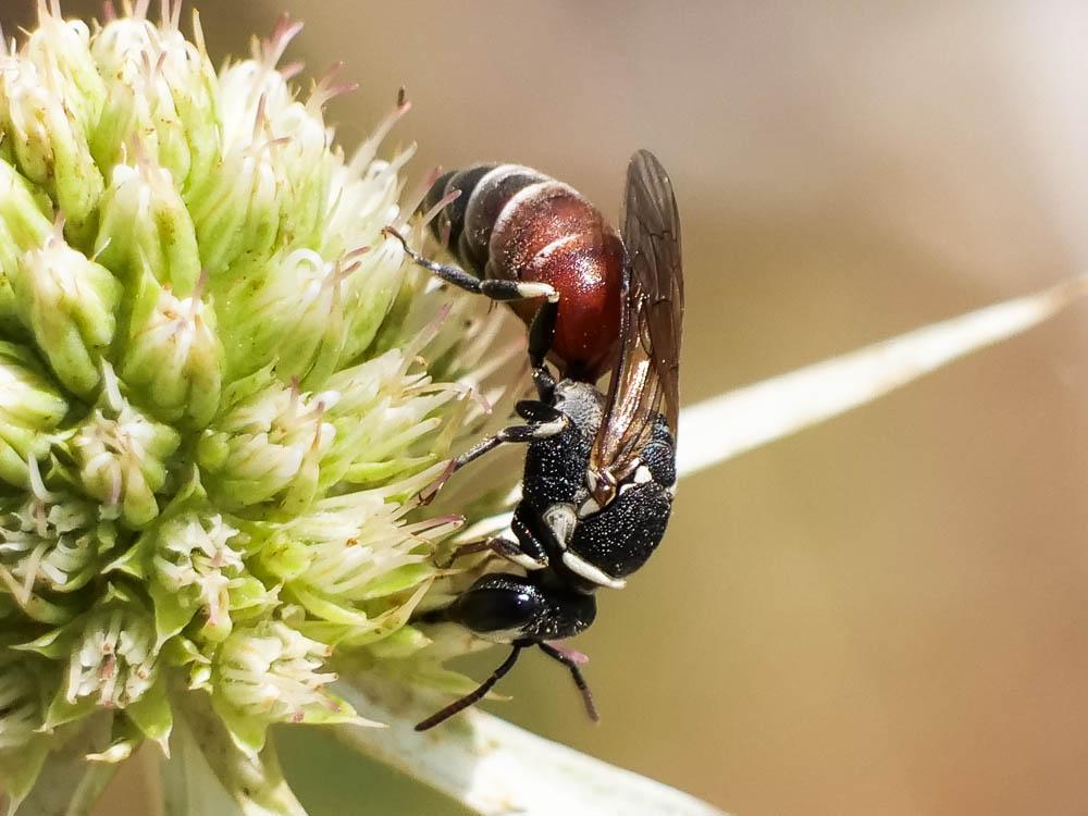 Hylaeus variegatus (Fabricius, 1798)