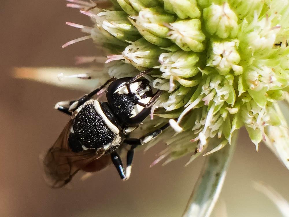 Hylaeus variegatus (Fabricius, 1798)