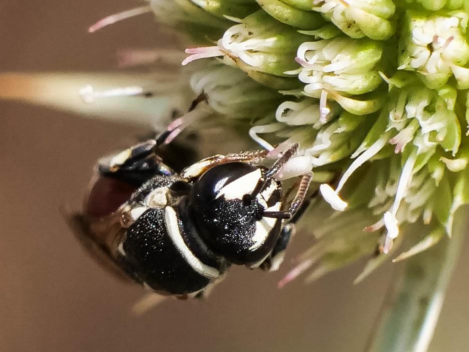 Hylaeus variegatus (Fabricius, 1798)