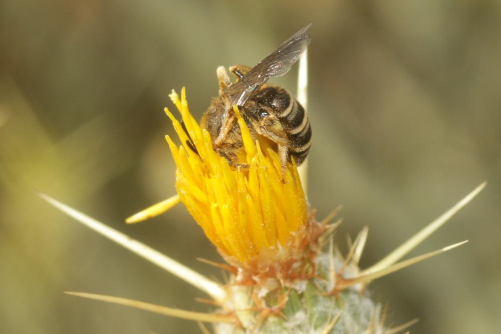  Halictus scabiosae (Rossi, 1790)