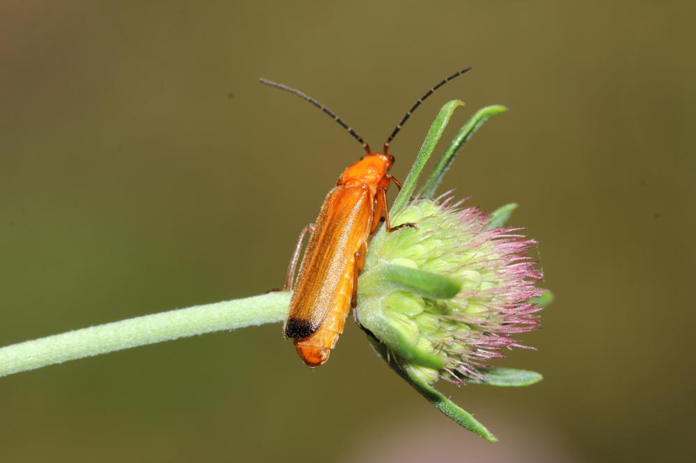 Téléphore fauve Rhagonycha fulva (Scopoli, 1763)