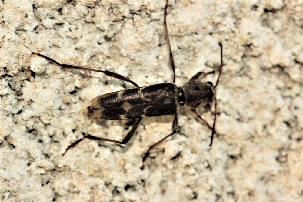 Xylotrechus stebbingi Gahan, 1906