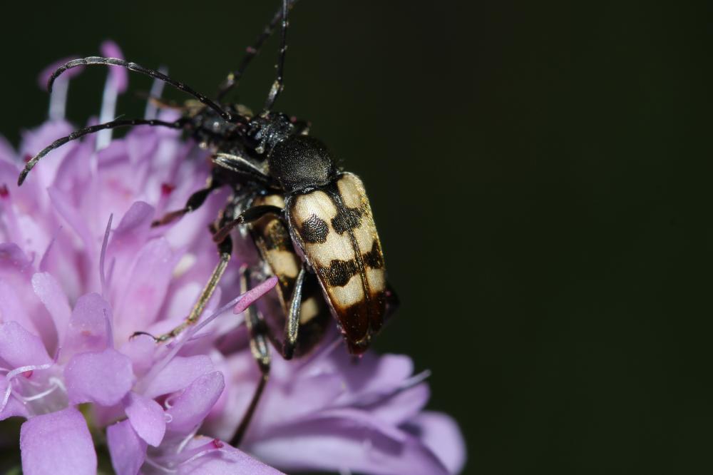 Pachytodes erraticus (Dalman, 1817)