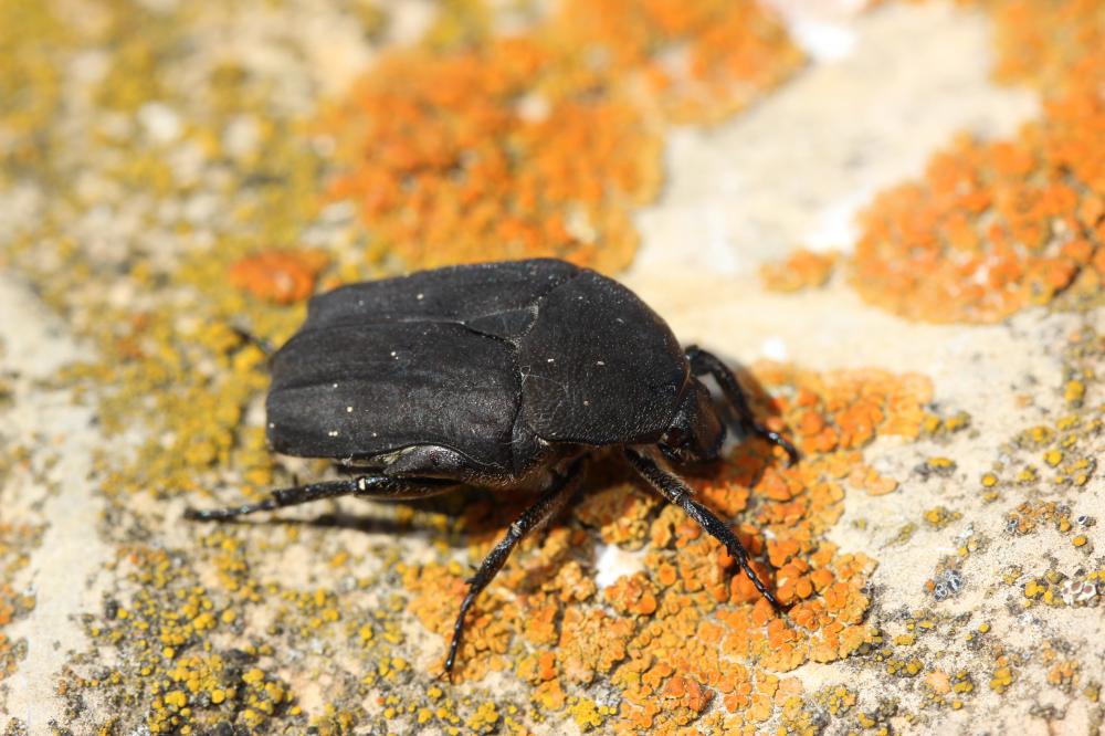 Cétoine noire (la) Netocia morio (Fabricius, 1781)