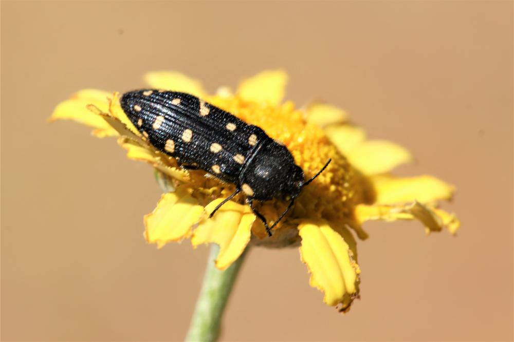  Acmaeodera degener (Scopoli, 1763)