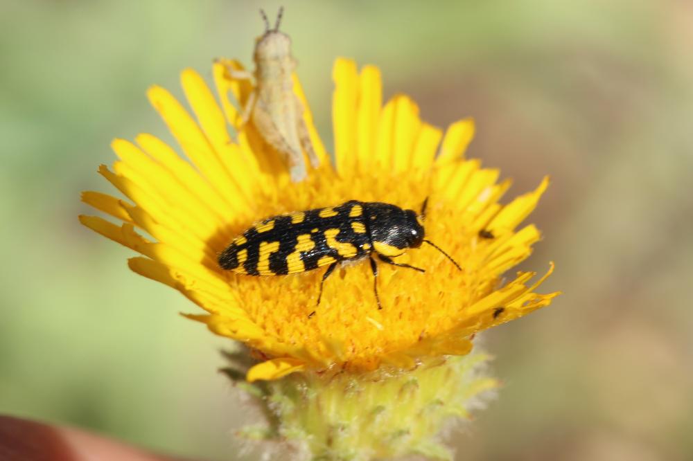  Acmaeodera quadrifasciata quadrifasciata (Rossi, 1790)