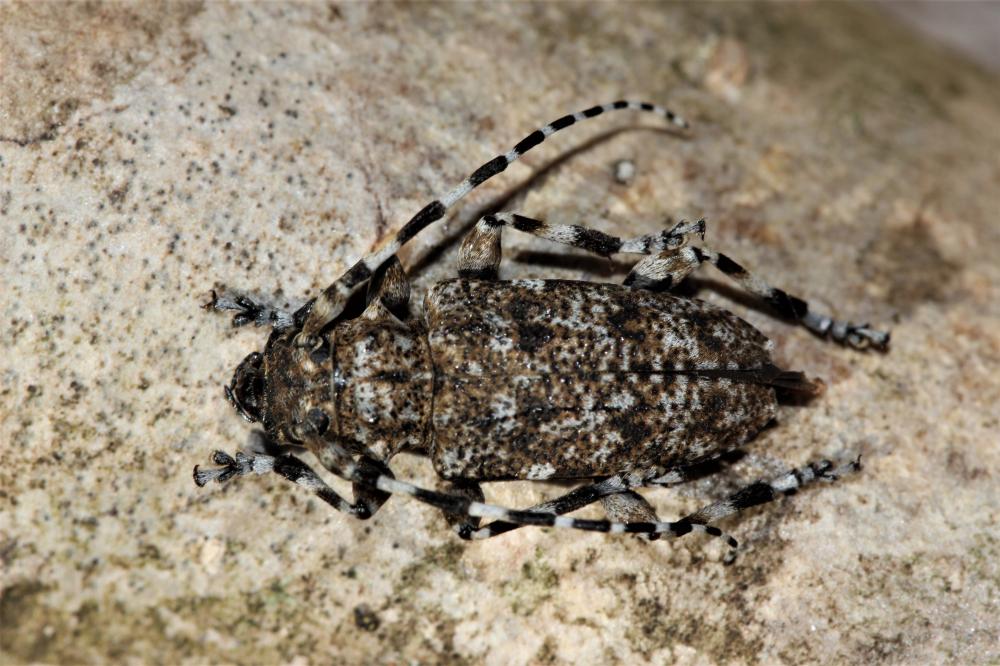 Acanthodère à fémurs renflés Aegomorphus clavipes (Schrank, 1781)