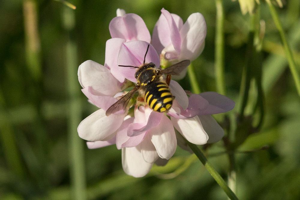 Anthidium oblongatum (Illiger, 1806)