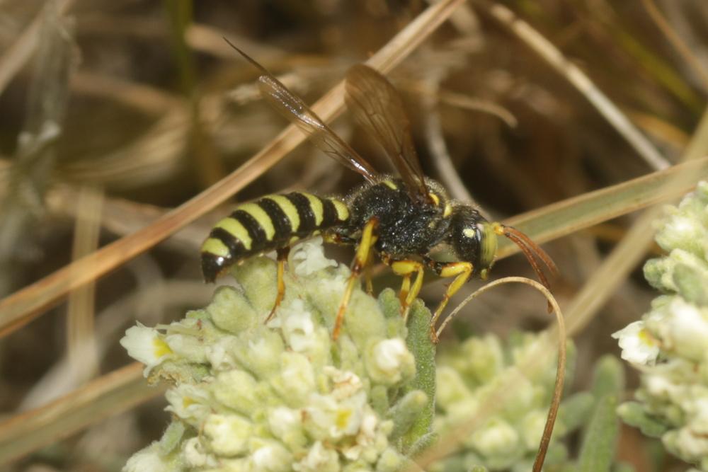Cerceris flavilabris (Fabricius, 1793)