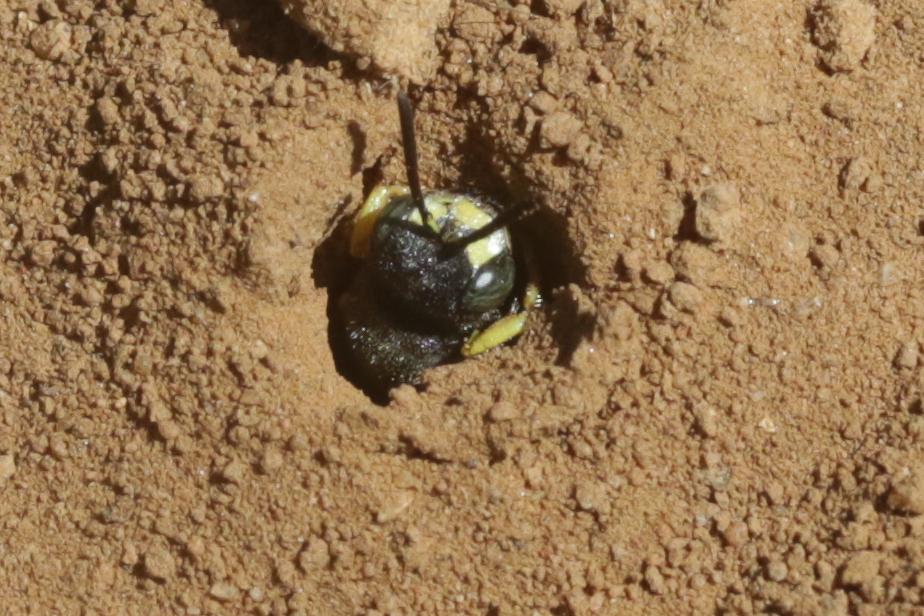 Cerceris bupresticida Dufour, 1841