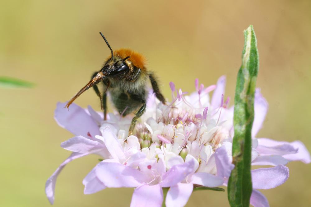 Bourdon des champs Bombus pascuorum (Scopoli, 1763)