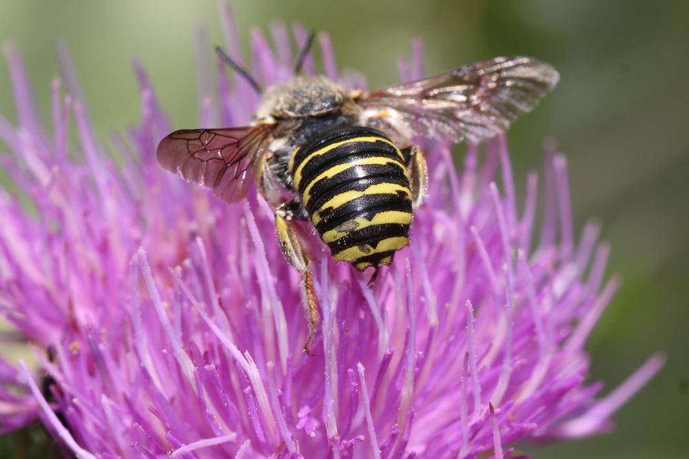  Anthidium diadema Latreille, 1809