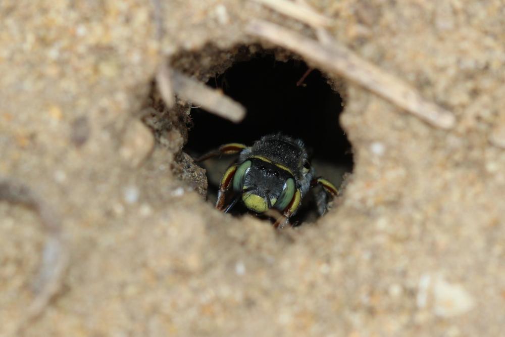  Anthidium diadema Latreille, 1809