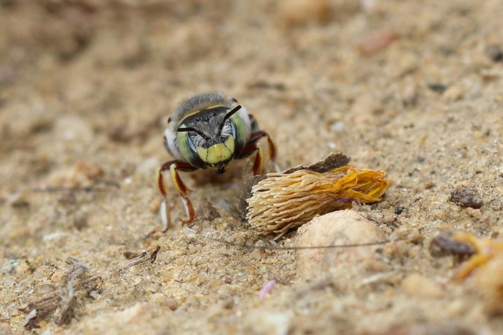 Anthidium diadema Latreille, 1809