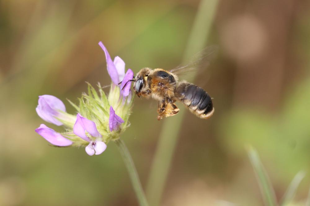 Melitturga clavicornis (Latreille, 1806)