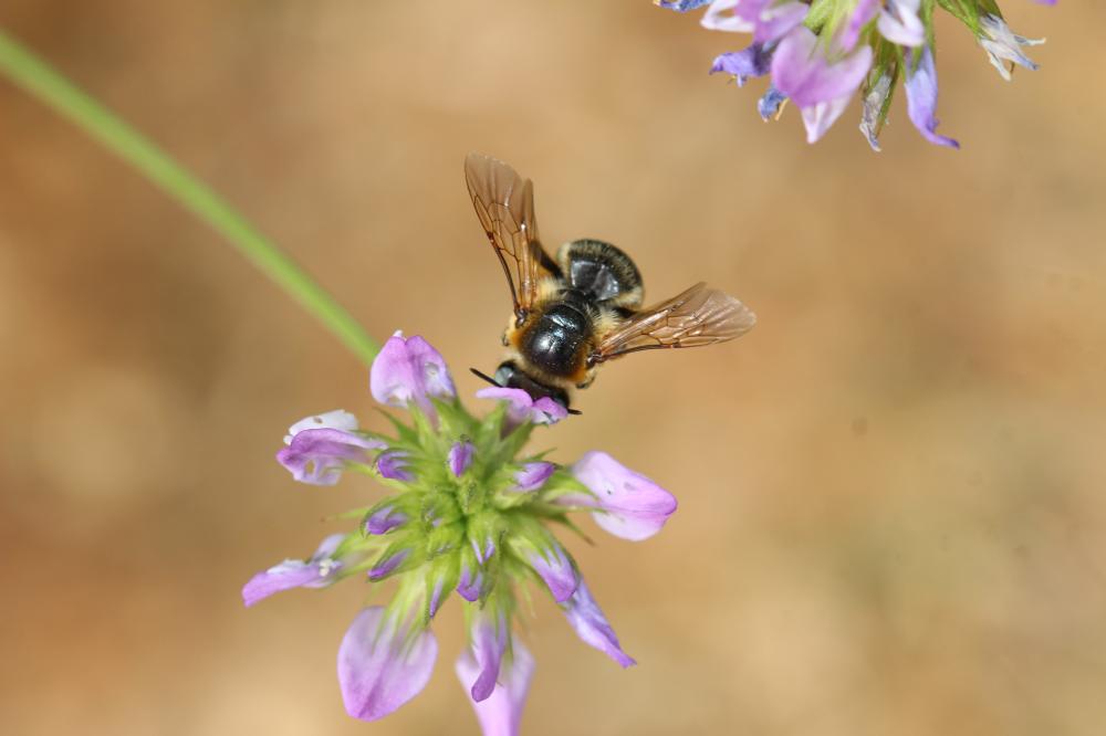 Melitturga clavicornis (Latreille, 1806)