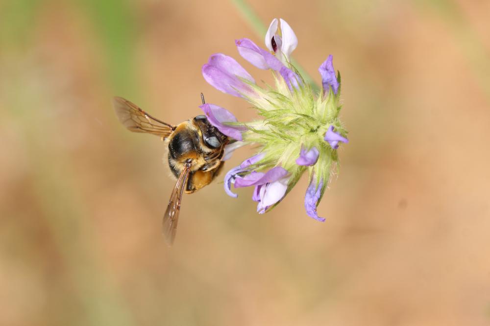 Melitturga clavicornis (Latreille, 1806)