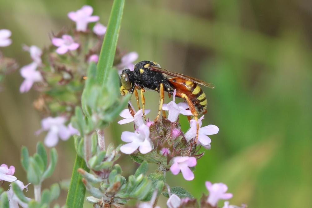Nomada basalis Herrich-Schäffer, 1839