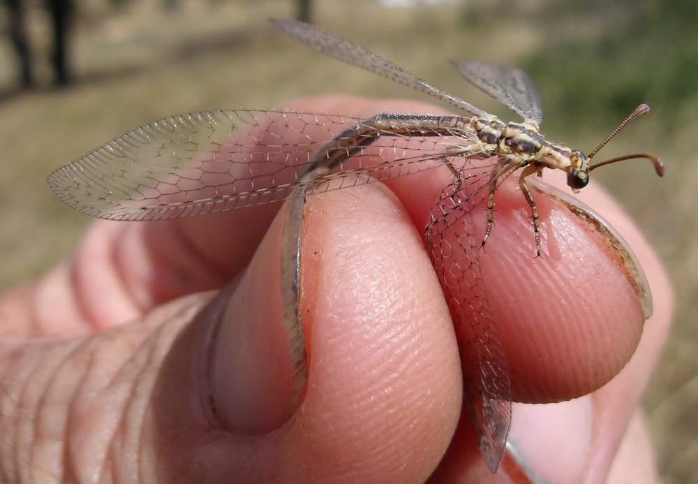  Macronemurus appendiculatus (Latreille, 1807)