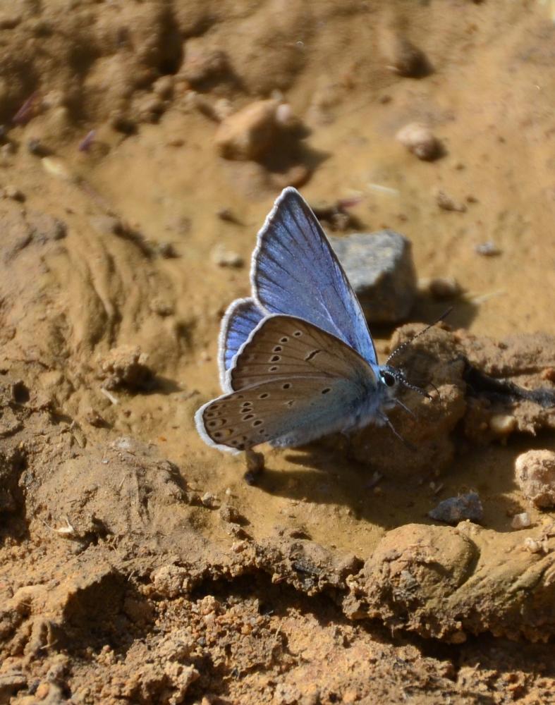 Azuré de la Jarosse (L'), Argus ligné (L') Polyommatus amandus (Schneider, 1792)