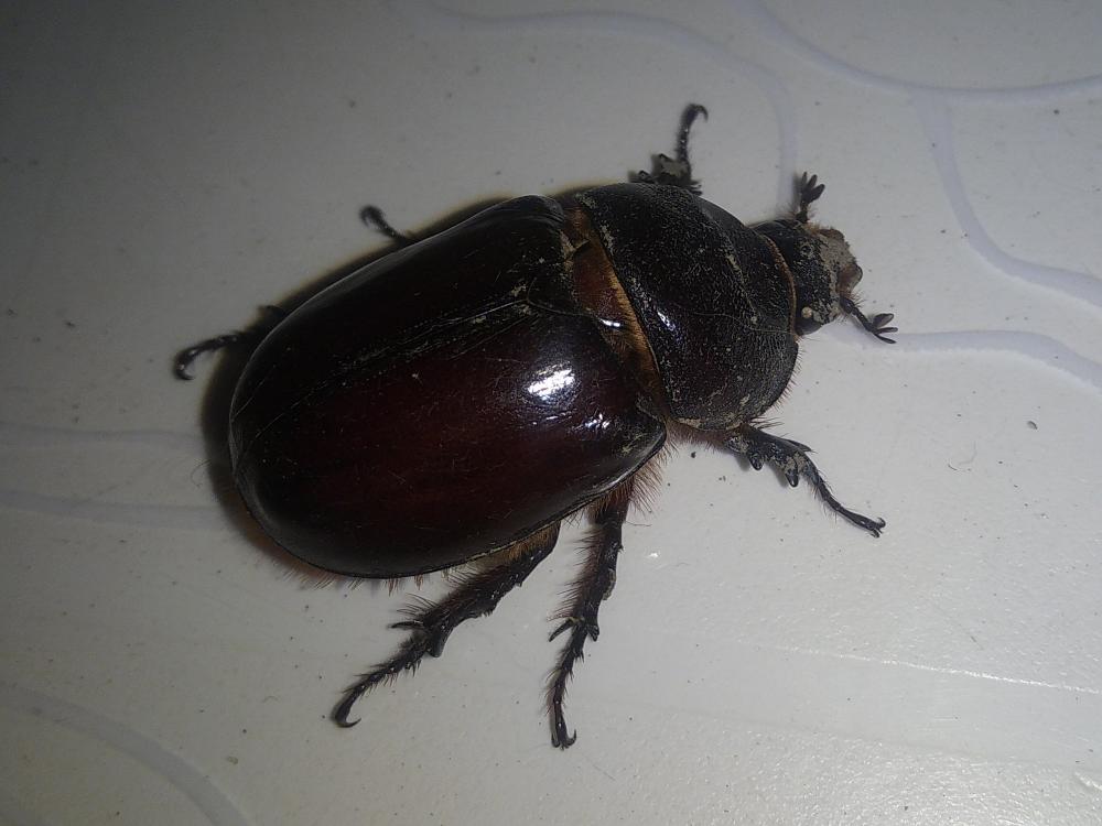 Scarabée rhinocéros européen, Rhinocéros Oryctes nasicornis (Linnaeus, 1758)