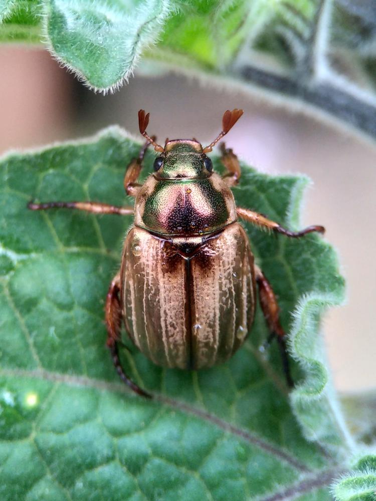 Hanneton bronzé Anomala dubia (Scopoli, 1763)
