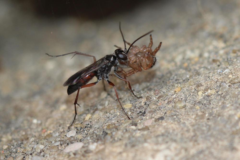 Agenioideus nubecula (Costa, 1874)