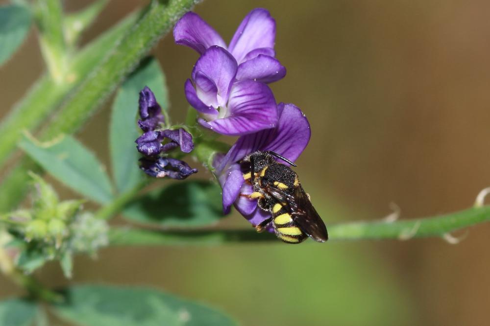 Anthidiellum strigatum (Panzer, 1805)