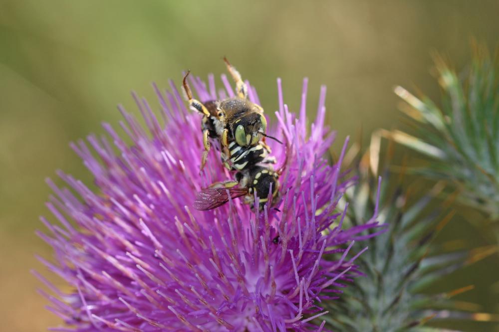  Anthidium diadema Latreille, 1809