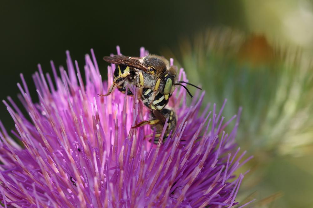 Anthidium diadema Latreille, 1809