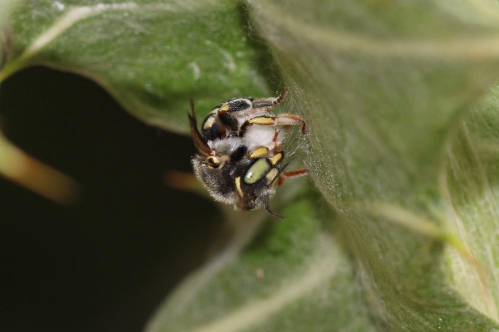 Anthidium diadema Latreille, 1809