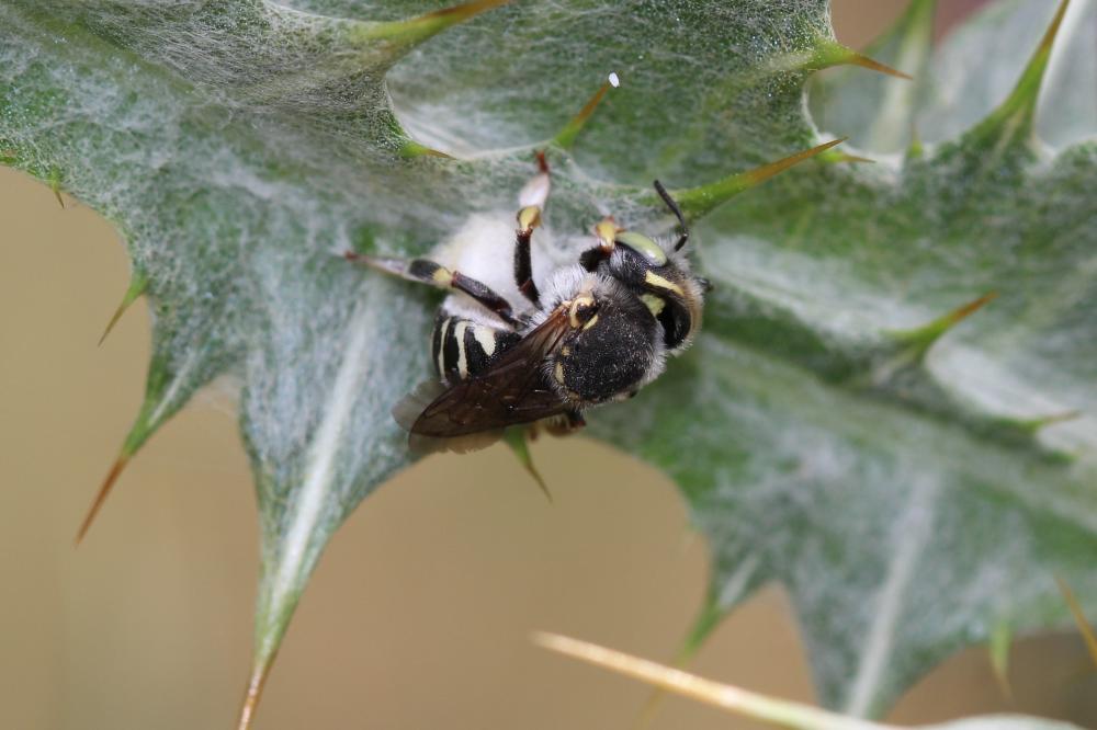  Anthidium diadema Latreille, 1809