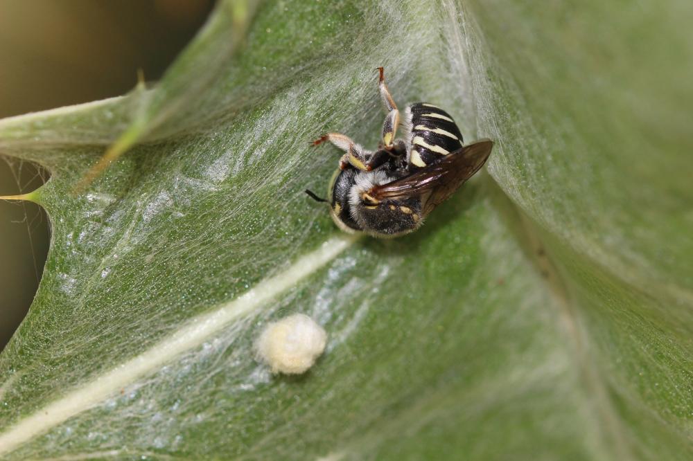  Anthidium diadema Latreille, 1809