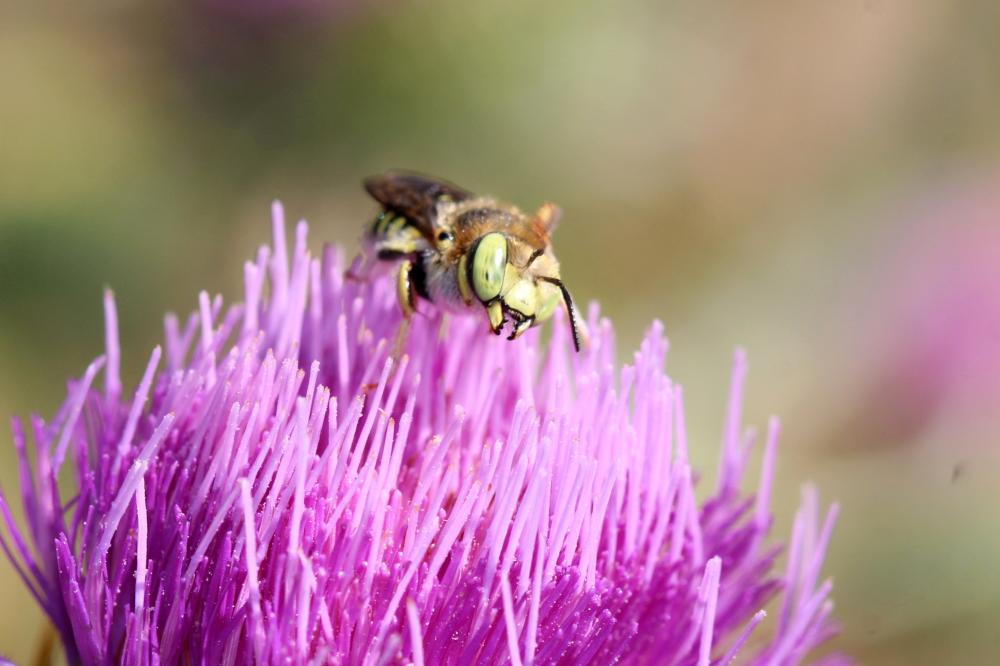 Anthidium diadema Latreille, 1809