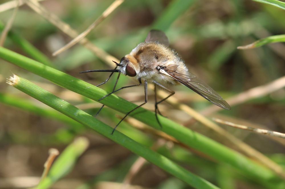 Bombylius cruciatus Fabricius, 1798