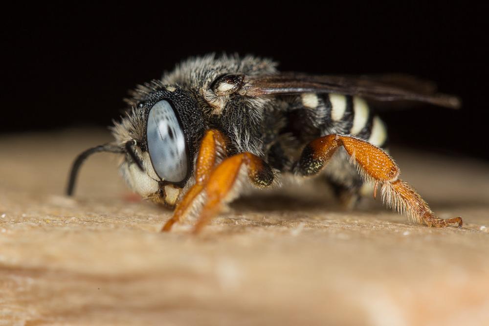 Pseudoanthidium reticulatum (Mocsáry, 1884)