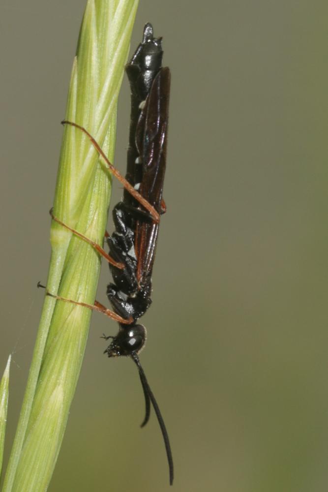 Phylloecus Newman, 1838