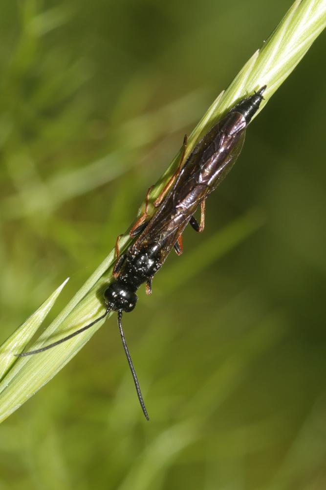 Phylloecus Newman, 1838