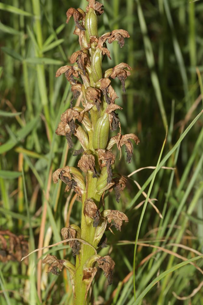Orchis géant, Orchis à longues bractées, Barlie Himantoglossum robertianum (Loisel.) P.Delforge, 1999