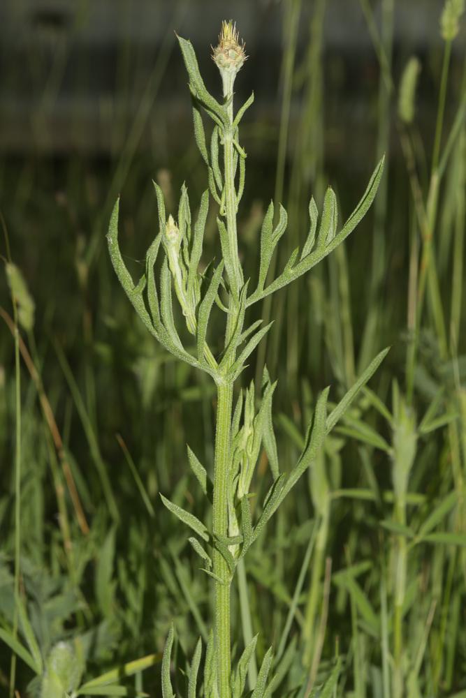 Centaurée des collines Centaurea collina L., 1753