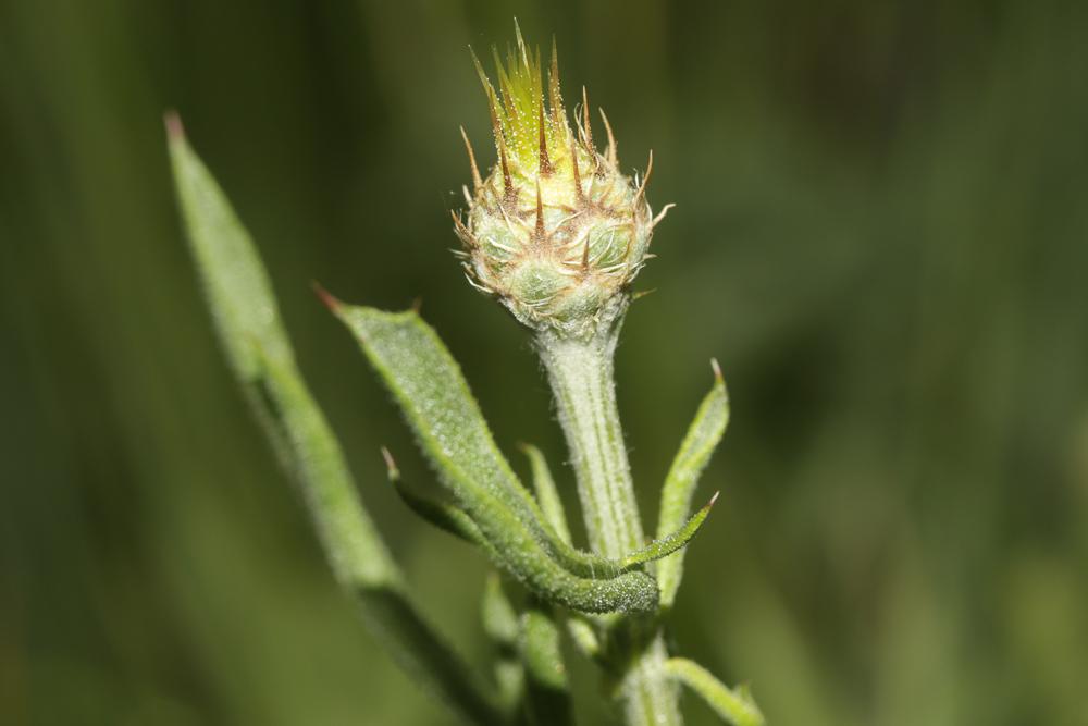 Centaurée des collines Centaurea collina L., 1753