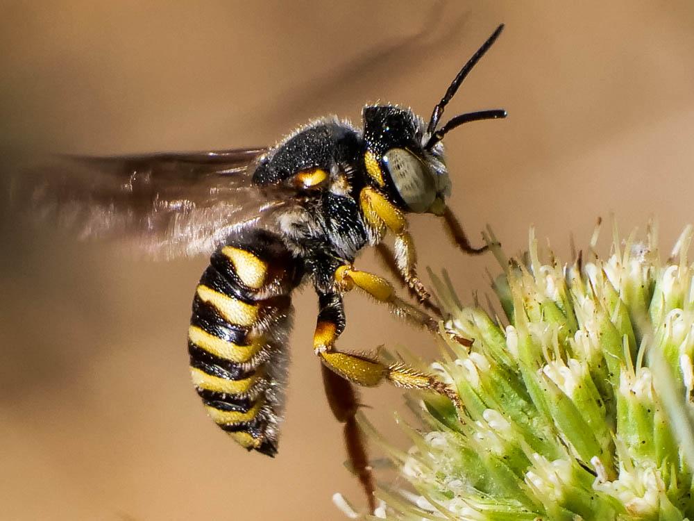 Icteranthidium grohmanni (Spinola, 1838)