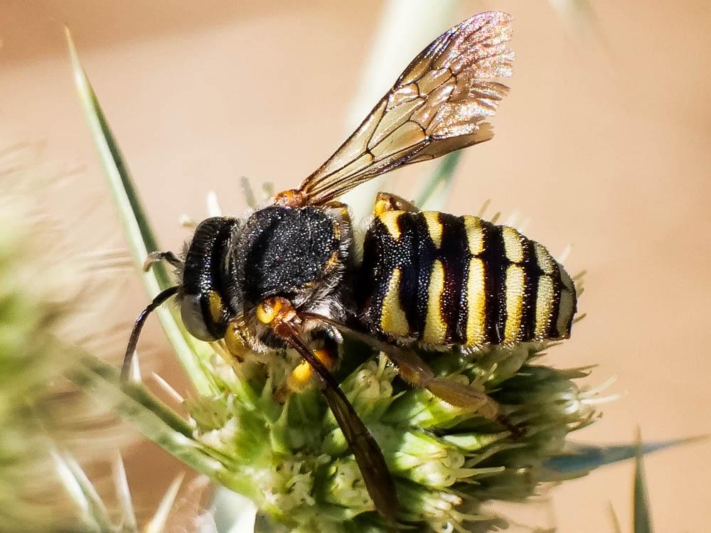  Icteranthidium grohmanni (Spinola, 1838)