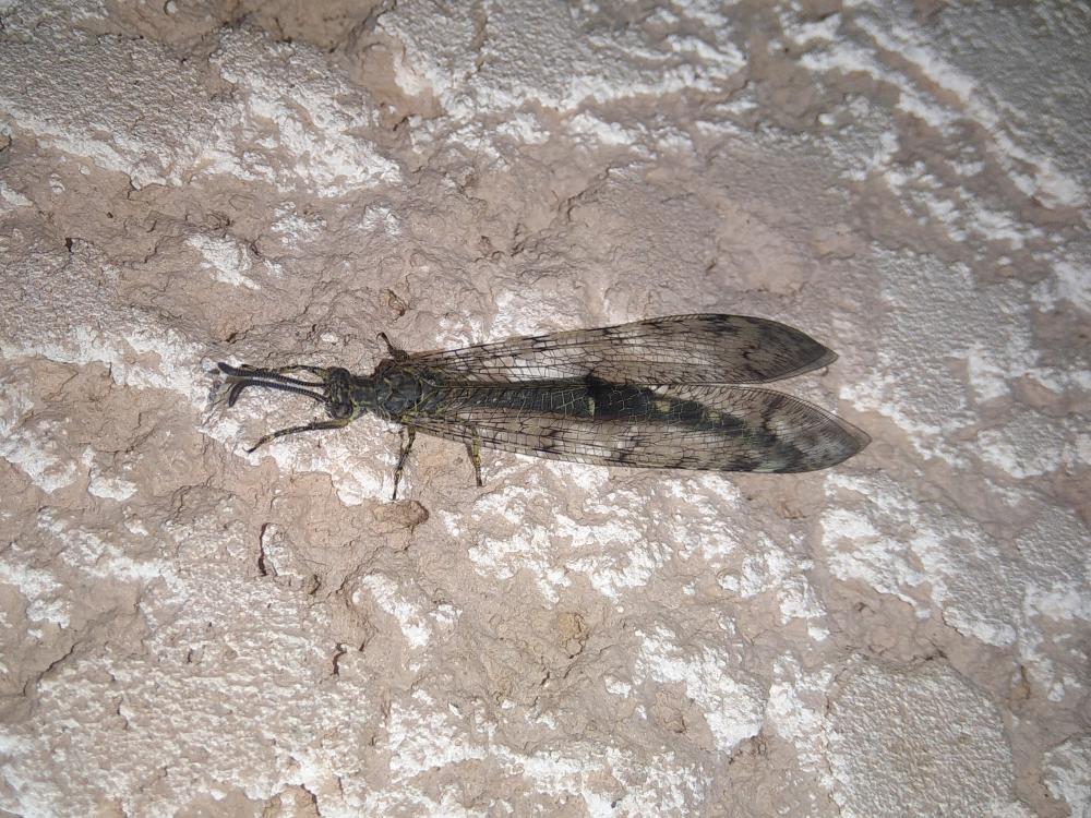 Fourmillion longicorne Distoleon tetragrammicus (Fabricius, 1798)